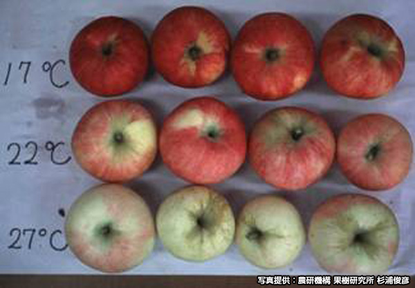 高温によるリンゴの着色障害